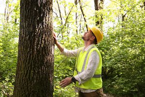 Local Tree Trimming Guide: Tips & Benefits